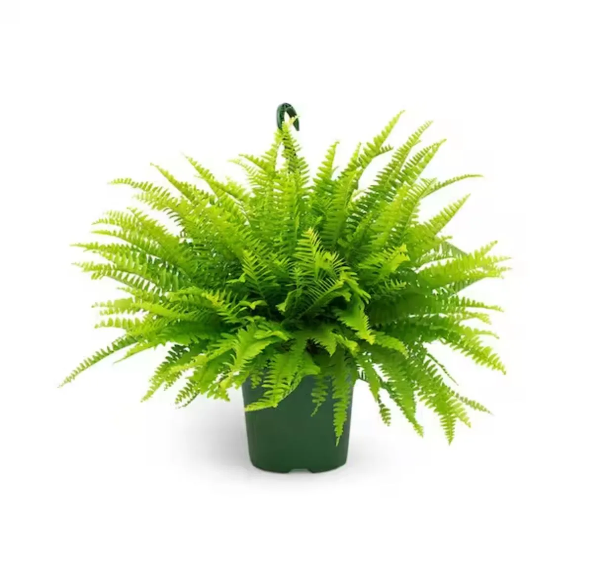 BOSTON-FERN