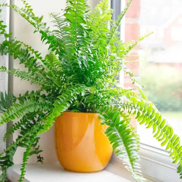 BOSTON-FERN