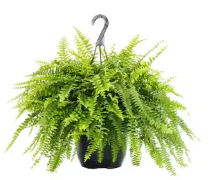 BOSTON-FERN
