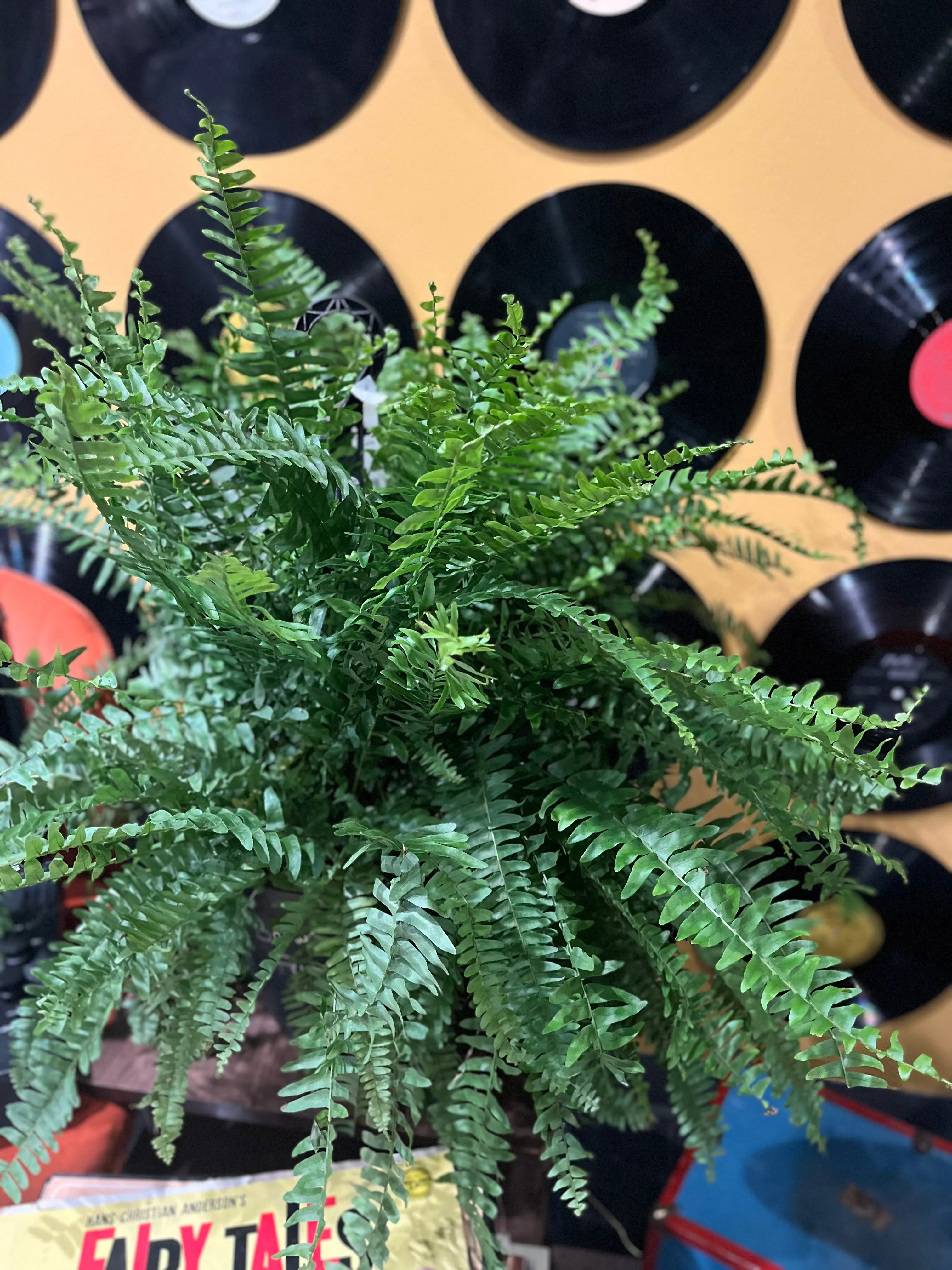 BOSTON-FERN