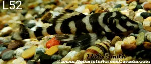 L52 BUTTERFLY PLECO (Dekeyseria sp.)